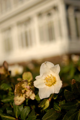 spring_flowers
