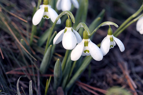 first snowdrops