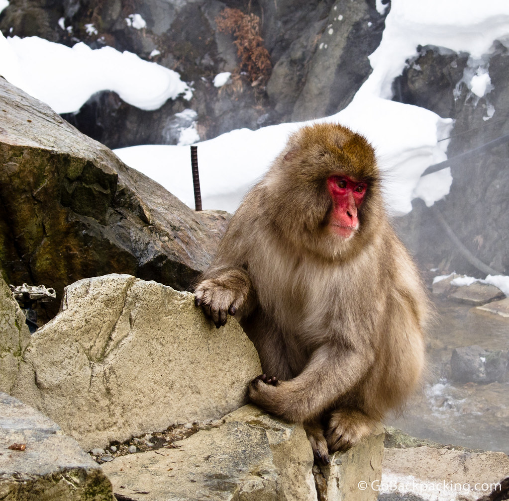 One of the adult snow monkeys hanging around the onsen.