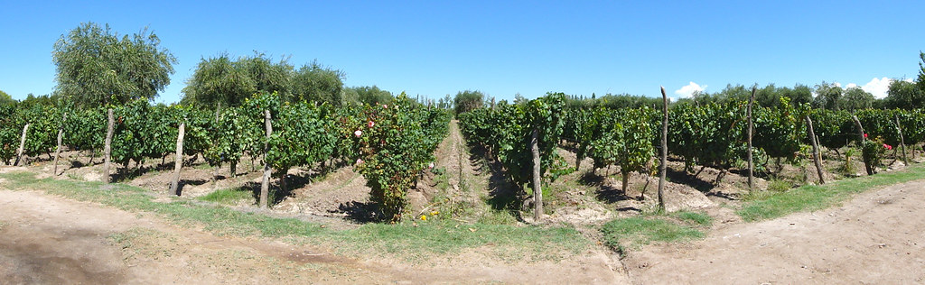 Grapes in Mendoza