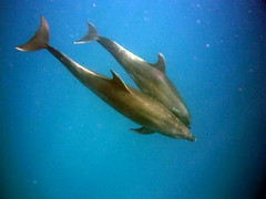 3-9 floreana, dolphins 049 colored