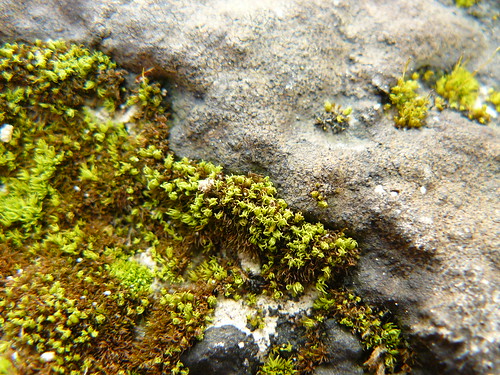 moss and black lichen