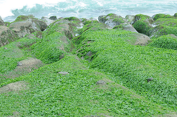 綠色海藻，石蓴