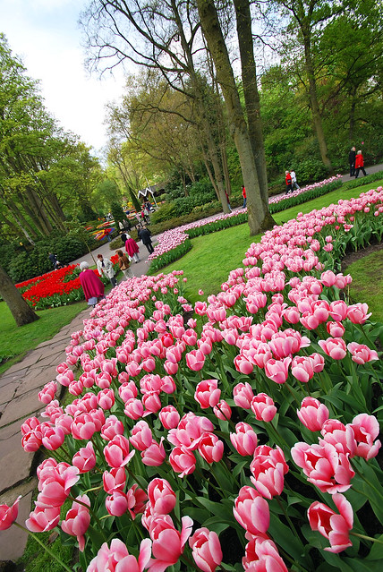 Keukenhof Tulips Garden34