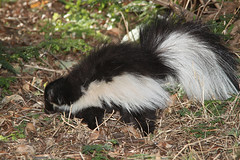 Anglų lietuvių žodynas. Žodis hooded skunk reiškia su gobtuvu skunk lietuviškai.