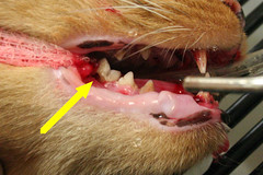 Feline Resorptive Lesion