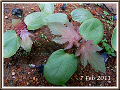 3-week old seedlings of Ricinus communis (Castor Bean Plant, Castor Oil Plant), in our garden