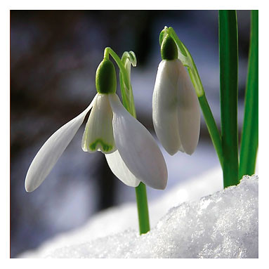 snowdrops after hailstorm