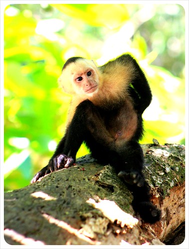 Monkey in Manuel Antonio