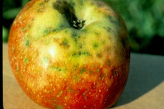 Brooks spot infection showing greenish lesion against red fruit color. Photo courtesy Keith S. Yoder, Virginia Tech.