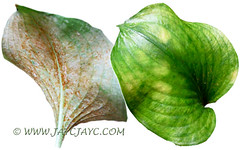 Eeek...diseased leaves of Proiphys amboinensis (Cardwell Lily, Northern Christmas Lily) in our garden, January 2011