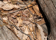 C-Falls - copperhead in situ • <a style="font-size:0.8em;" href="http://www.flickr.com/photos/30765416@N06/5702103372/" target="_blank">View on Flickr</a>
