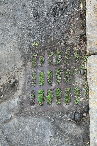 Severely clogged storm drain