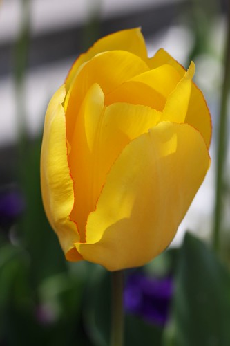 きいろ / Yellow tulip