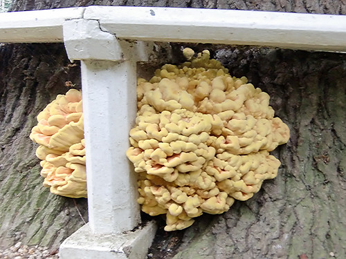 Fungus on A Tree