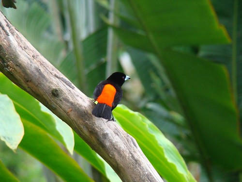 Aves de Costa Rica