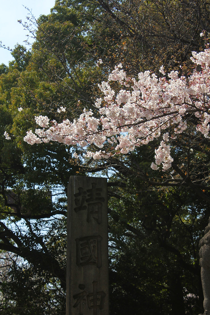 Sakura Photo 2011Yasukuni Shrine (1)