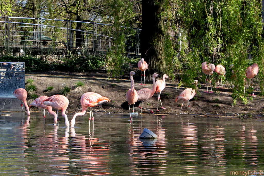 Roze Flamingo dating site