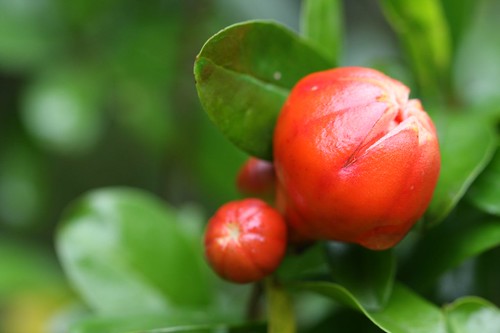 ハナザクロ / Double pomegranate