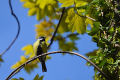 Blue tit by theleastweasel, on Flickr