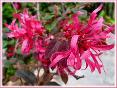 Loropetalum chinense var. rubrum 'Burgundy' or 'Sizzling Pink' looking gorgeous after a trim