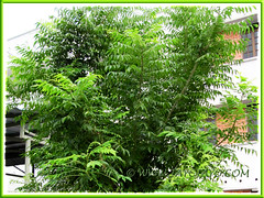 Murraya koenigii (Curry Leaf Tree), seen outside Stella Maris Holiday House, Penang