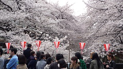 目黒川沿いの桜 2011