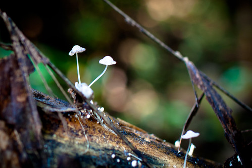 Two-headed Mushroom