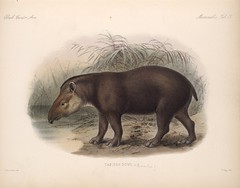 Anglų lietuvių žodynas. Žodis tapirs reiškia <li>tapirs</li> lietuviškai.