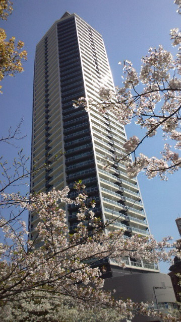 生田川の桜と。ジークレフ新神戸タワー。