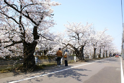 福島江の桜