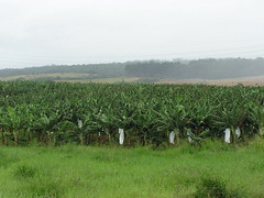 Anglų lietuvių žodynas. Žodis plantation reiškia n 1) plantacija; sodiniai; 2) sodinimas lietuviškai.