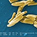 Mycobacterium tuberculosis bacteria by Microbe World, on Flickr