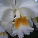 Photo: Cattleya Orchid