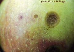 A few small bitter rot lesions with colored acervuli appearing on the surface of the larger lesion. The black dots are fly speck disease. Photo courtesy Alan R. Biggs, West Virginia Univ.