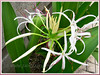 Crinum asiaticum (Giant/Grand Crinum Lily, Spider Lily, Asiatic Poison Bulb, Poison Bulb/Lily, Seashore Lily)