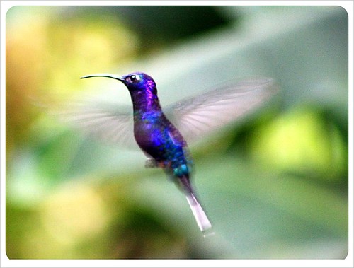 Hummingbird monteverde