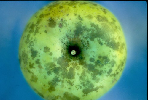 Sooty blotch on Golden Delicious fruit. Photo courtesy of K. D. Hickey, Penn State Univ.
