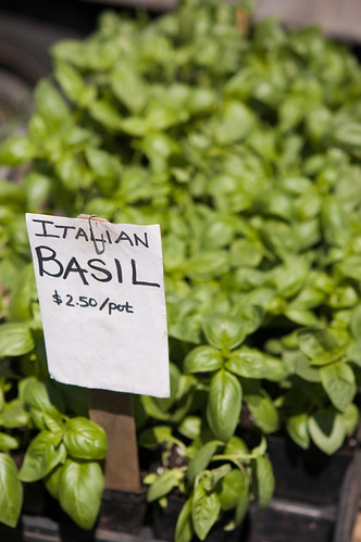 How much do I love basil?