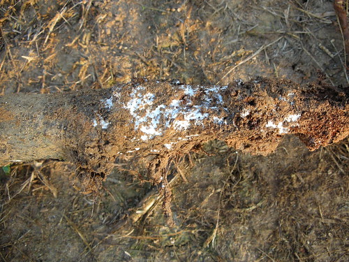 Apple root showing signs of the white root rot fungus. Photo courtesy of Turner B. Sutton, North Carolina State Univ.