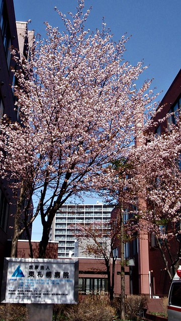 穴場な桜、東札幌病院のサクラです