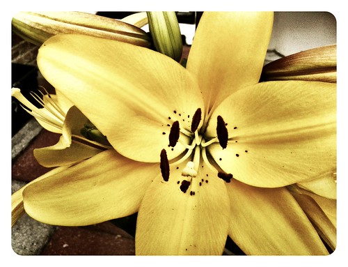 PAD: 15th June 2011