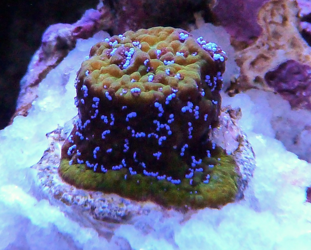 Thanks to dell2go I was lucky enough to pickup a hologram montipora. 