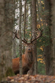 Quebec Elk & Red Stag Hunt 39