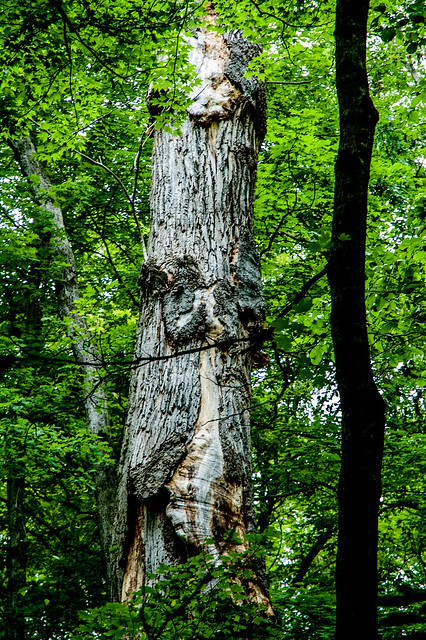 Donaldson's Woods Nature Preserve - Spring Mill State Park - June 8, 2014