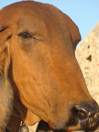 Cow in Rajasthan, India