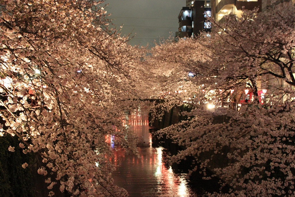 Best Sakura Photo (2)