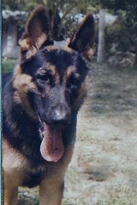 Judah, the German shepherd dog 
