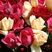 peach-pink-red-roses-dsc03734-dwp