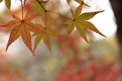哲学の道 京都の紅葉